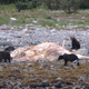 Image for article titled Gorgeous Photos Show Bears and Wolves Feasting Together on a Dead Whale